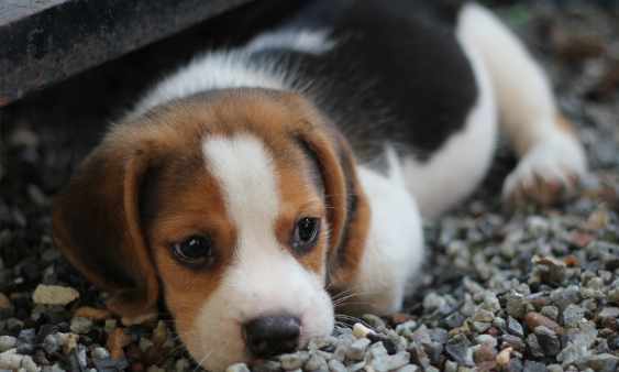 Beagles - how to care for your beagle guide for new owners