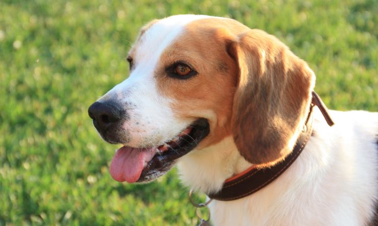 Are Beagles Good For First Time Owners?