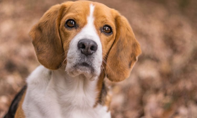 Are Beagles Intelligent Or Dumb?