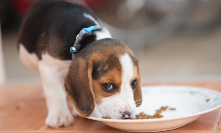 do beagles have good recall?