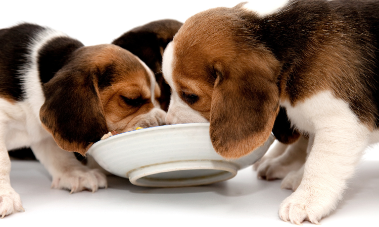 do beagles have good recall? 2