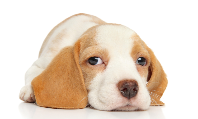 do beagles kill small animals?