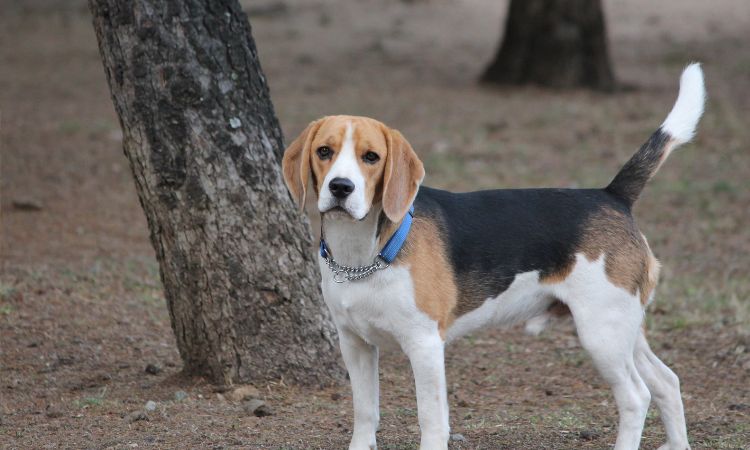 can a beagle kill a human? 2