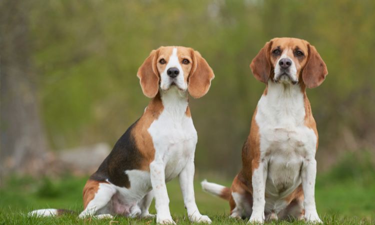 can a beagle kill a human?