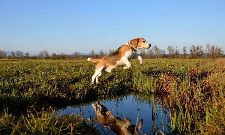 are beagles good jumpers? 2
