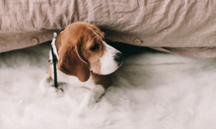 What Is The Lifespan Of A Beagle?