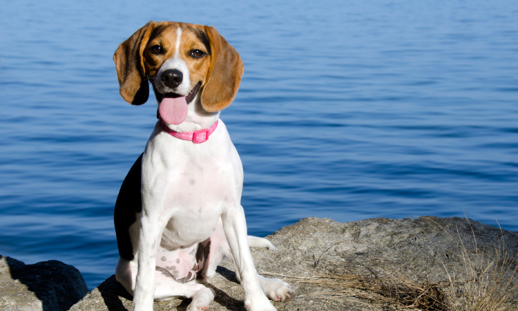 What Foods Can A Beagle Never Eat?