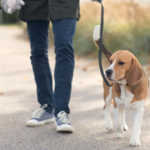 Why Beagles Are Perfect For First Time Owners