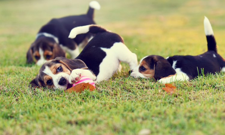 why beagle destroys everything?