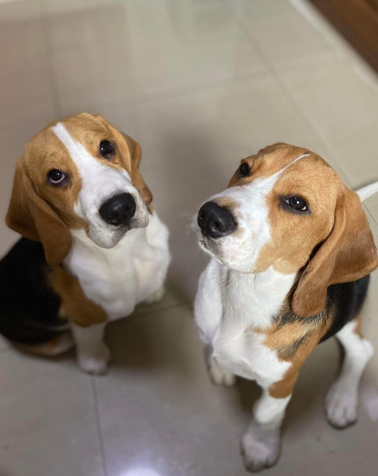 10-month-old twin beagle puppies (image by LanleyKerman © 2022, licensed under CC BY-SA 4.0)
