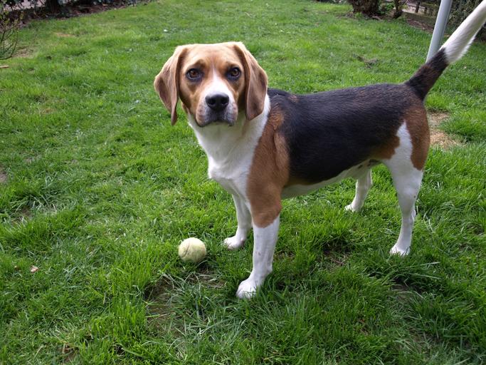 A beagle dog with a tennis ball in front of him