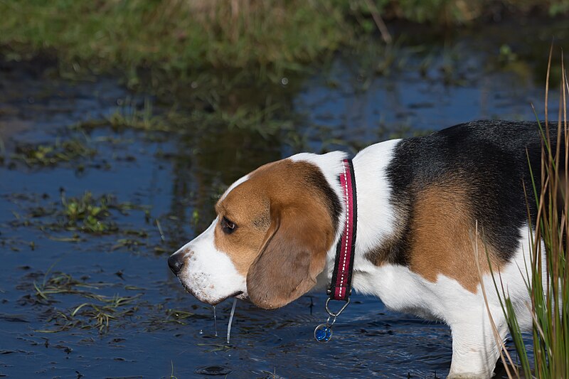 Are Beagles good hunting dogs?