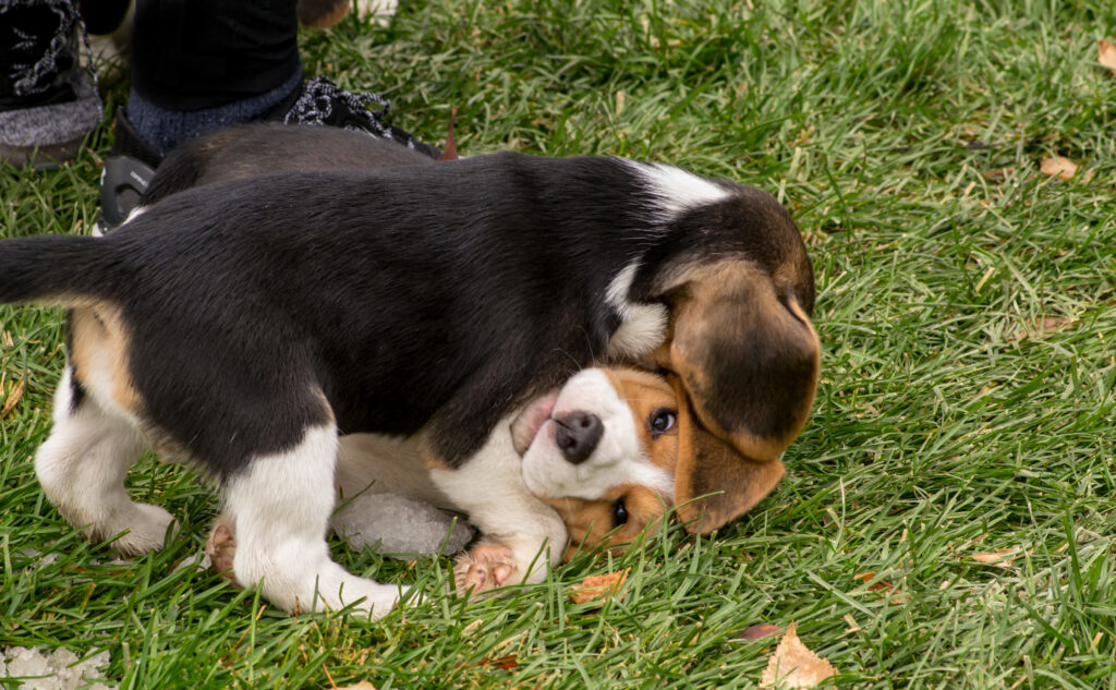 Two young beagle puppies at play on a grassy lawn.
