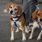 2 excited beagle dogs getting along well together