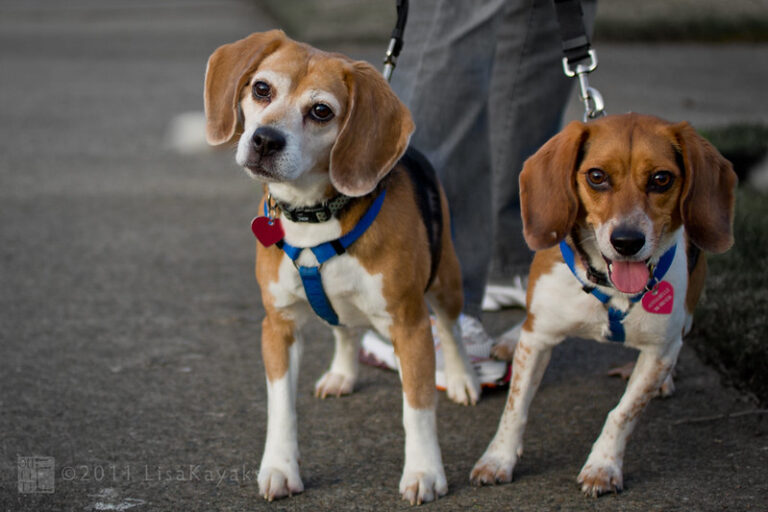 2 excited beagle dogs getting along well together