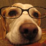 Are beagles smart?