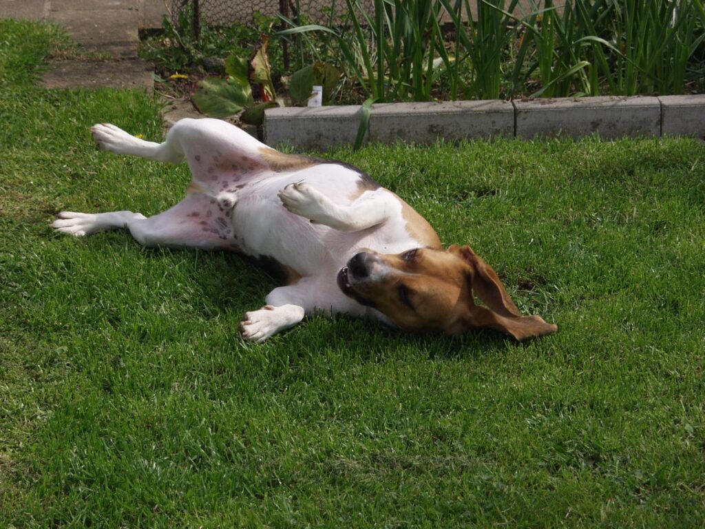 Beagle acting playful as he rolls around in grass.