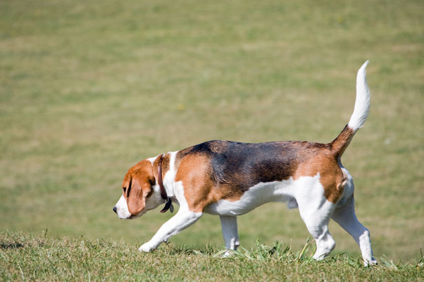 Beagle dog used for hunting - TopBeagle.com