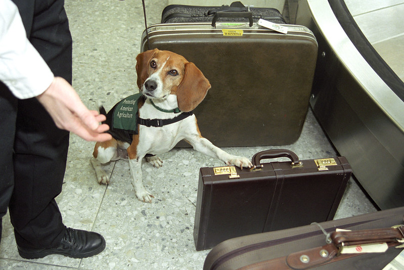 beagle checking luggage for drugs at the airport