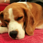 How long to beagles live?