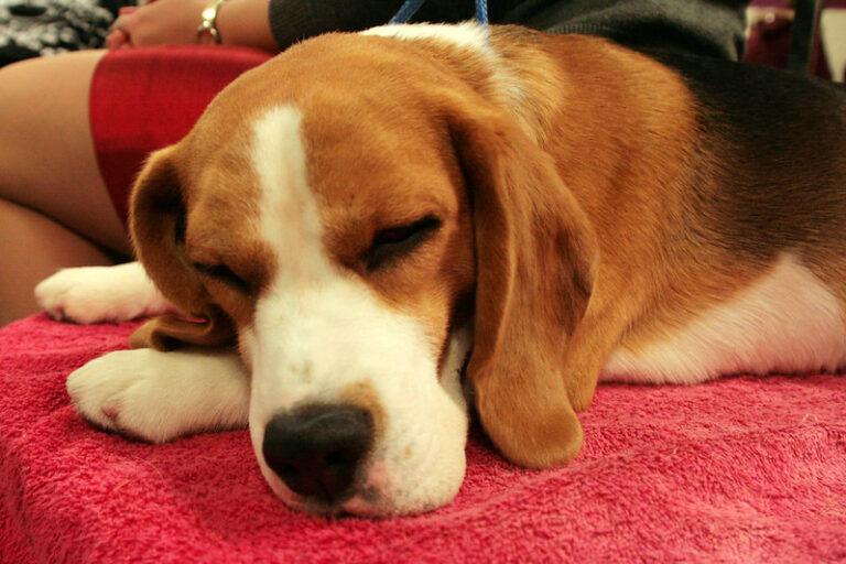 How long to beagles live?