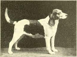 The beagle in America and England (1920)