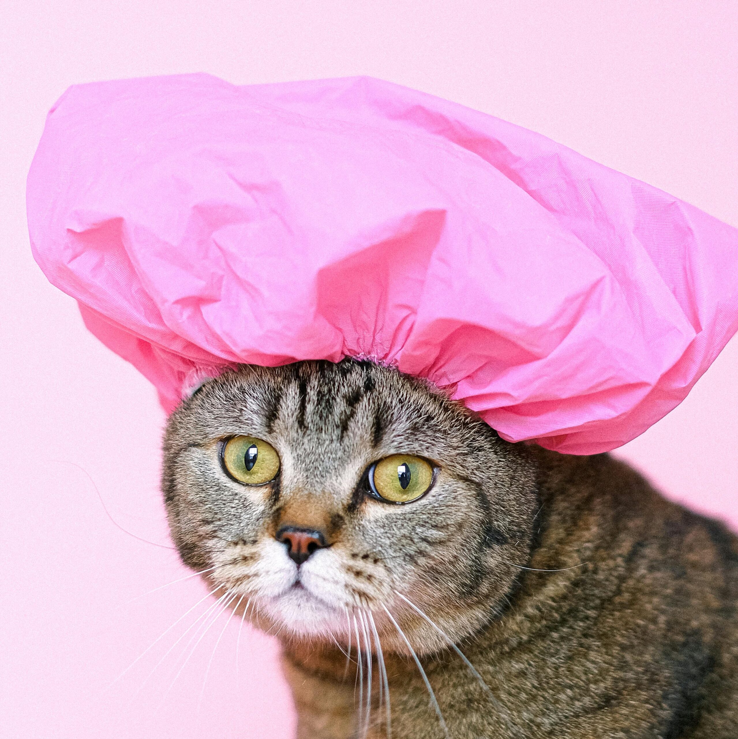 Scottish Fold Cat with Pink Shower Cap by Anna Shvets (Pexels.com)
