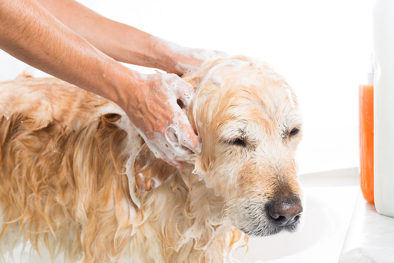 Dog grooming, a golden retriever being given a bath.